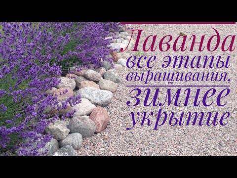 Видео: ПЫШНЫЕ КУСТИКИ ЛАВАНДЫ! ВСЕ ЭТАПЫ ВЫРАЩИВАНИЯ, УКРЫТИЕ НА ЗИМУ!