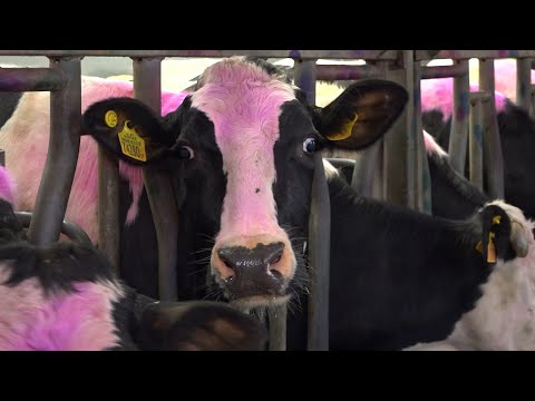 Видео: В гостях у филиала "Невель": знакомство с процессом цифровизации и инновациями в производстве