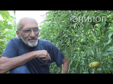 Видео: Вы спрашивали о фитофторе