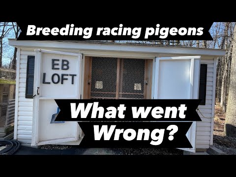 Видео: Обновление «Разведение голубей 2025»