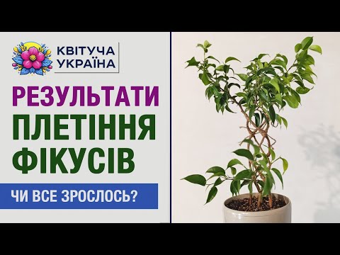 Видео: Результати плетіння фікуса та зрощування гілок 🌿 Чи вдався експеримент?