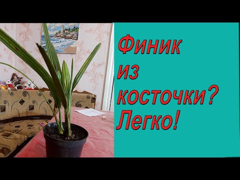 Видео: Финиковая пальма из семян за семь минут! Как вырастить пальму самому.!