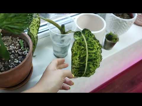 Видео: мои неудачные покупки 😭разговоры 🌿драцена 🌿диффенбахия рефлектор 🌿