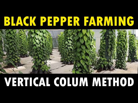 Видео: Вертикальная колонна Выращивание черного перца | Выращивание черного перца
