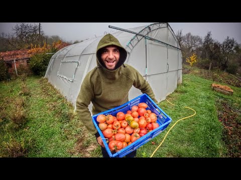 Видео: Докога ще берем домати? 🍅 | Любимите занимания на децата в Имение Хало