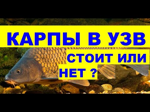 Видео: КАРПЫ В УЗВ, СТОИТ ИЛИ НЕТ ?