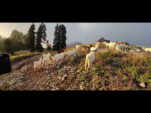 Видео: Горные козы Абхазии (Гагра)