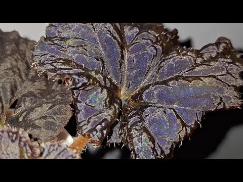 Видео: Как подружится с бегонией? Декоративно-лиственные бегонии на фитиле.