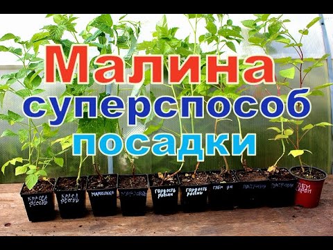 Видео: МАЛИНА НОВЫЙ СУПЕРСПОСОБ ПОСАДКИ. Лучшее развитие кустов.