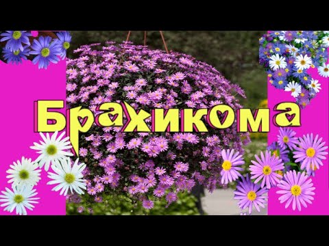 Видео: Брахикома-осеннее размножение! Теперь мой любимый цветочек, наряду с лобелией! Красота неописуемая!