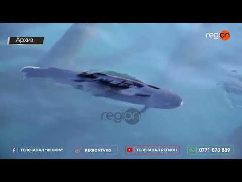 Видео: БАЛЫК ЧАРБАСЫ КЕҢЕЙГЕНИ МЕНЕН КӨЙГӨЙЛӨР АРБЫН