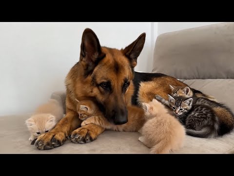 Видео: Немецкая овчарка притворяется мамой для котят -теплый уход