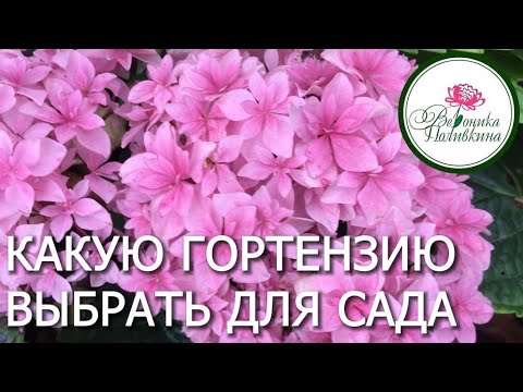 Видео: КАК ВЫБРАТЬ ГОРТЕНЗИЮ ДЛЯ САДА