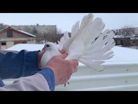 Видео: Липецкая область. Николаевские голуби от Николая. (8-915-551-84-41)