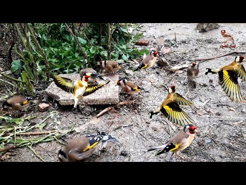 Видео: Мотивационное видео, чтобы помочь щеголке начать петь