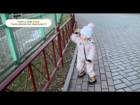 Видео: VLOG: Майя рычит на огромного зубра 😬 вроде они о чем-то договорились)) 26.10.25