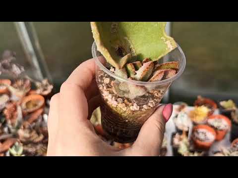 Видео: Размножение каланхоэ листом.