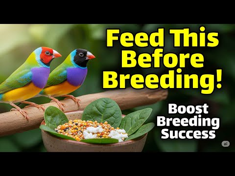 Видео: Простые приемы для повышения успешности размножения зябликов!