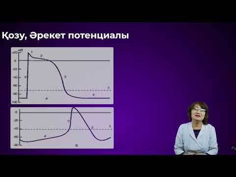 Видео: Кан айналым және журектің физиологиялык қасиеттері. Джусипбекова Балжан Абдрамбековна