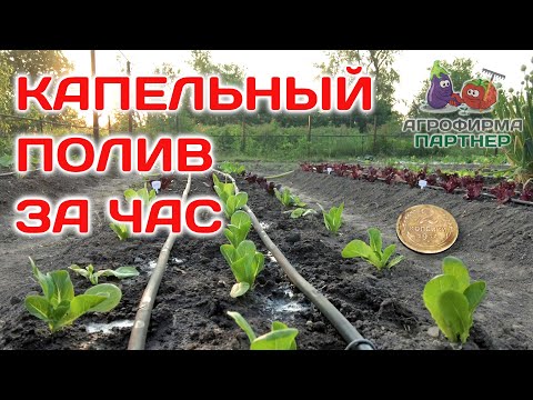 Видео: Сделать может каждый| Капельный полив быстро и недорого #огород #дача