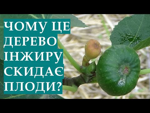 Видео: Чому дерево інжиру скидає плоди? Що необхідно зробити для зупинення обсипання інжиру?