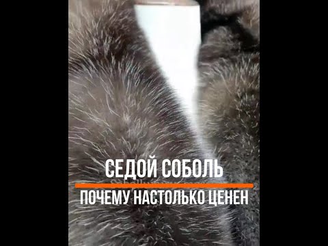 Видео: Почему Седой Соболь Настолько Ценен