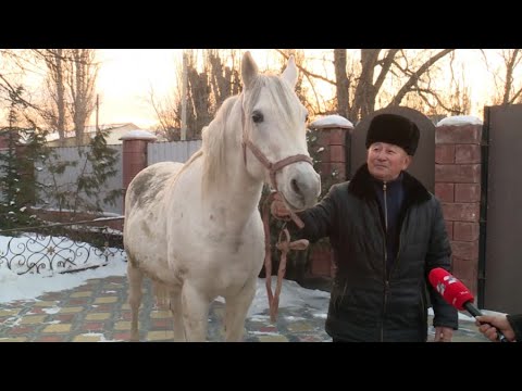 Видео: Жетісу облысында тұратын шаруа асылтұқымды арғымақ баптаумен айналысады