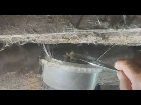 Видео: Ласточкино гнездо