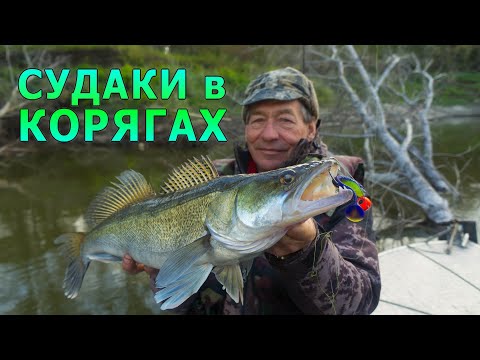 Видео: КРУПНЫЙ СУДАК В КОРЯГАХ, ловля под яром день второй, разведка после приезда на базу