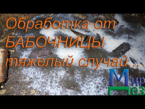 Видео: МирДез, уничтожение бабочницы (2020г) 11