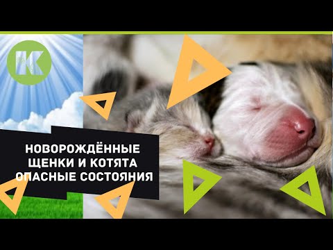 Видео: Проблемы новорожденных щенков и котят, как им помочь и обезопасить? ветеринарная клиника