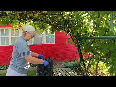 Видео: А теперь виноград. Катастрофически не хватает времени
