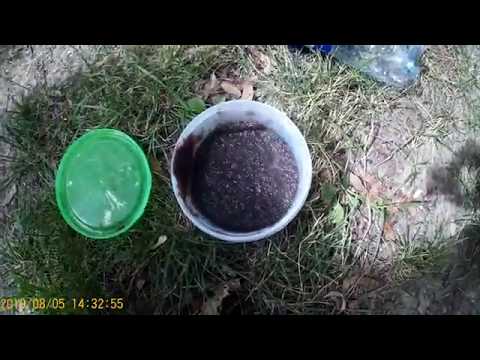 Видео: ловля дафнии