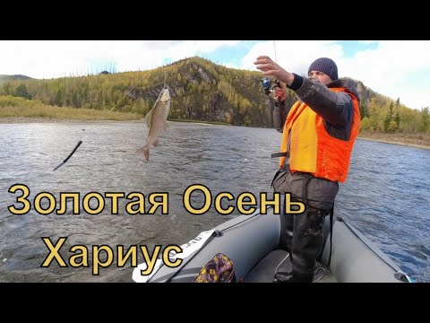 Видео: Золотая Осень .Хариус , часть 1