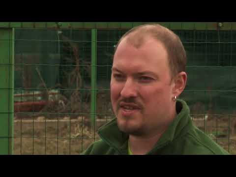 Видео: Как правильно выбрать саженцы плодовых деревьев?