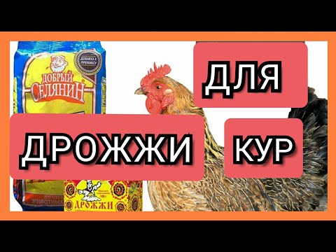 Видео: ✔Куры Несутся Круглый Год!/Дрожжи для Кур Несушек/Какие Дрожжи Давать Курам?/Как Давать Курам Дрожжи