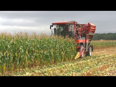 Видео: Урожайность выше прошлогодней. Уже более 200 тонн сахарной свёклы отправили на переработку