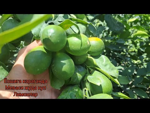 Видео: бунакаси булмаган. ЁОШИГА КАРАГАНДА МЕВАСИ КУП ЛИМОНЛАР. YOSHIGA QARAGANDA MEVASI JUDA KO'P LIMONLAR