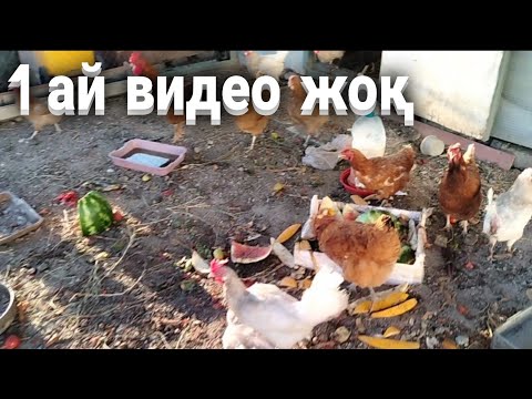 Видео: Ақтөбеден оралдым. Тауық қаздарым.