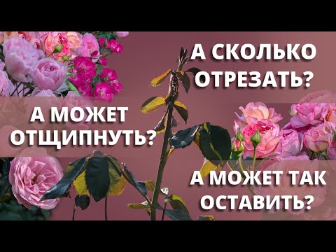 Видео: ОБРЕЗКА ПОБЕГОВ РОЗ ОСЕНЬЮ. Зачем, и как. 15 сентября 2024 г.