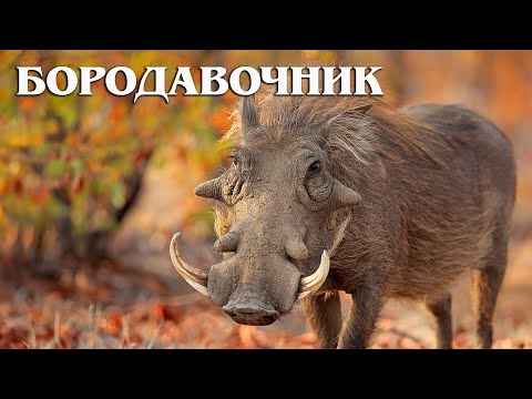 Видео: Бородавочник: Бесстрашная Африканская Свинья | Интересные факты про бородавочника