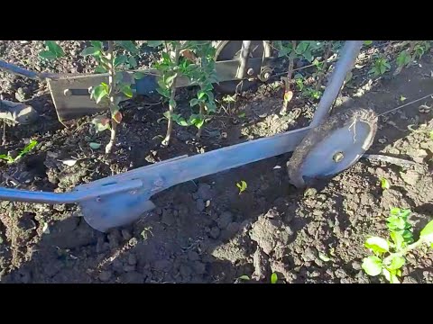 Видео: Як викопати саджанці легко та швидко? | Скоба та лебідка