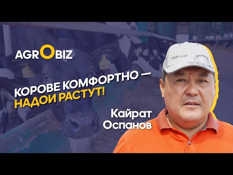 Видео: Как достичь надоев 8500 литров на корову в год в Казахстане? | Турар | ﻿Agrobiz