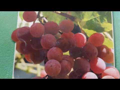 Видео: Сорта винограда, от которых я избавился.