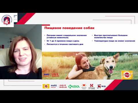 Видео: Волонтерам приютов безнадзорных животных