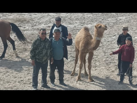 Видео: 1- апрель 2025ж Қараөзек бәйге