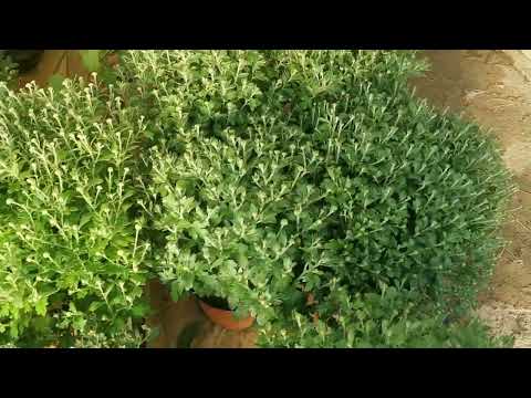 Видео: Последствия двухдневных, ночных заморозков. Беларусь. Осиповичский район. 