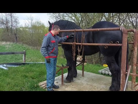 Видео: ФАРАОН на "педикюрі 💅" Чистка та кування копит🔨