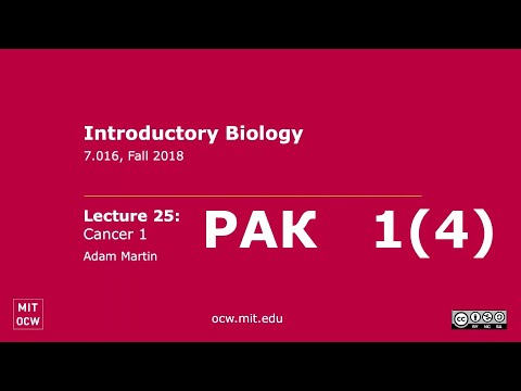 Видео: #25. Рак1. Открытые Лекции MIT. Перевод STAHANOV2000