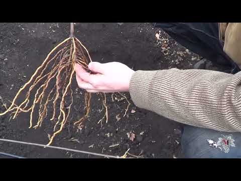 Видео: Посадка САЖЕНЦЕВ ВИНОГРАДА